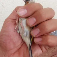 سهره دوعددجوجه قفس نرسرمایی