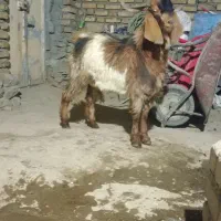 بزغاله نر|حیوانات مزرعه|بلبان آباد, |دیوار