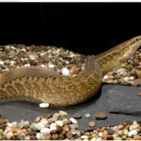 ماهیان وارداتی آرتاویل ماهی|ماهی|اردبیل, |دیوار