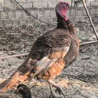 بور بورن هلندی|حیوانات مزرعه|قائمشهر, |دیوار