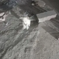 واگذاری سگ پشمالوپاه کوتاه