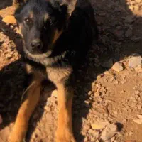 واگذاری سگ ژرمن