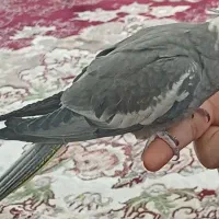 عروس هلندی گم‌شده