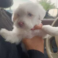 سگ شیتزو دوماهه