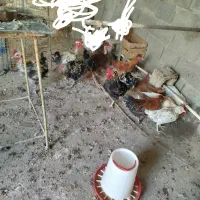 مرغ.خروس.گردن لخت.گردن ریت.فرفری|حیوانات مزرعه|امیدیه, |دیوار