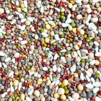 گندم کبوترمرغ ارزن شیرازعروس طوطی کوتوله گرینچیک