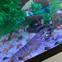 لابستر آب شیرین