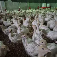 بوقلمون بیوتی 6یکماهه فوق سنگین