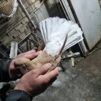 کبوتر|حیوانات|مرند, |دیوار