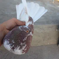 کفتر تزمینی|پرنده|گیلوان, |دیوار