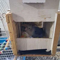 طوطی برزیلی جفت|پرنده|کرج, حصار|دیوار