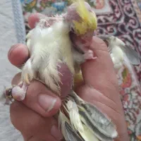 جوجه عروس هلندی|پرنده|کرمان, |دیوار