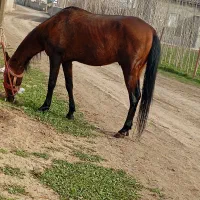 اسب قهوه‌ای