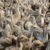 با سلام جوجه بوقلمون یه ماه از نژاد بوربون فروشی