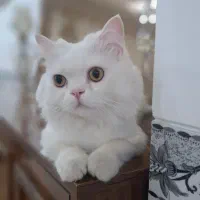 واگذاری رایگان گربه نر عقیم شده