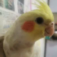 عروس هلندی گمشده