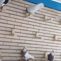 سلام تعداد50 عدد طوقی  به فرش می رسد