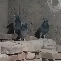 کفتر نر پر|پرنده|خاش, |دیوار