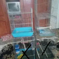 ۳عدد قفس ۶۰۰هزار|لوازم جانبی حیوانات|بروجرد, |دیوار