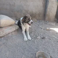 واگذاری سگ|سگ|قائن, |دیوار