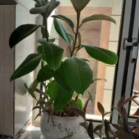 سلام گل فیکوس چند شاخه به فروش میرسد