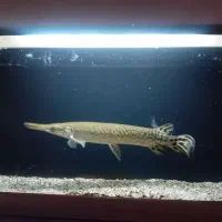 ماهی الیگیتور گار سرسوسماری