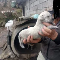 واگذاری توله سرابی نر و ماده