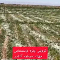یک-هکتار-زمین-کشاورزی-در-گرمسار