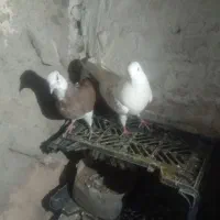 یک لانه کبوتر