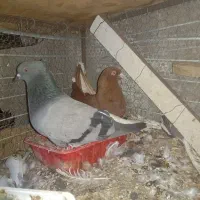 کبوتر رنگی معاوضه یا فروش|پرنده|بیرجند, |دیوار