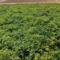 کارگرخانوم وآقا