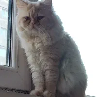 معاوضه ی گربه پرشین با سگ پامر خرسی|گربه|کرمانشاه, |دیوار