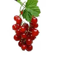 خدمات|خدمات باغبانی و درختکاری|فیرورق, |دیوار