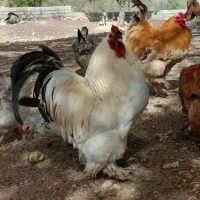 تخم نطفه دار