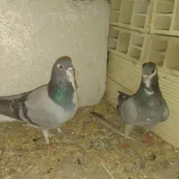 ۳ جفت خرقه|پرنده|اصفهان, جاوان|دیوار