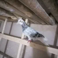 کبوتر سار کلجه