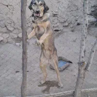 سگ پژدر|سگ|بیجار, |دیوار