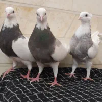 طوقی|پرنده|اردکان, |دیوار