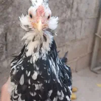 مرغ و خروس گلین