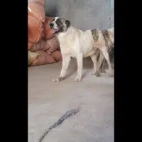 سگ الابای ترکمن|سگ|گنبد کاووس, |دیوار