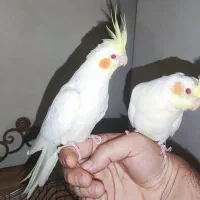 جفت عروس کار داده