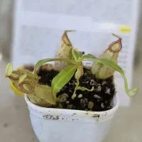 گیاهان حشره خوارو بخر تابستان بی حشره یی داشته باش|گل و گیاه طبیعی|تهران, بوستان چیتگر|دیوار