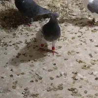 نر کله سبز چینگ سفید وماده سار شکلاتی|پرنده|زاوه, |دیوار