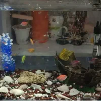 آکواریوم با تجهیزات و ماهی