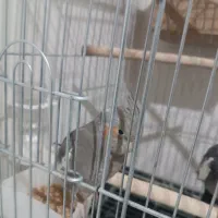 عروس هلندی مولد با جوجه