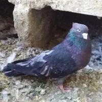 سرورآتشی|پرنده|کبودرآهنگ, |دیوار