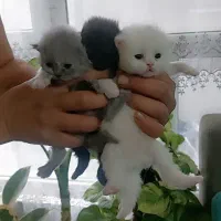 چیلا چیلا و بریتیش