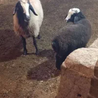 میش با بره جنس