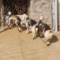 بره قوچ پلنگی