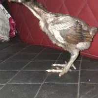 جوجه لاری اصیل ۳۵ روزه|حیوانات مزرعه|کلاچای, |دیوار